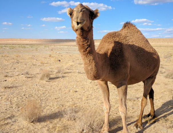 tour-tunisia-viaggio-gruppo-deserto-sahara-dromedari-oltredeserto